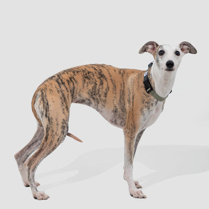 Valley Series Dog Half P-chain Training Collar [Olive Grey]