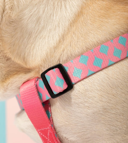 Colorful Series Y-Shaped Harness [Bobby]