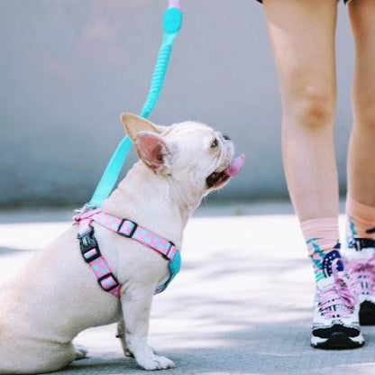 Colorful Pro Series Multipurpose Buffer Dog Leash [Bobby]