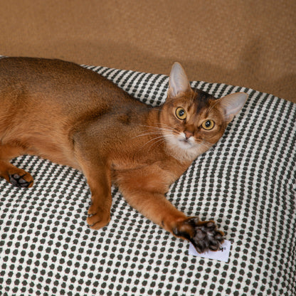 Premium Soft Pet Bed Mat [Star Gray Rock]