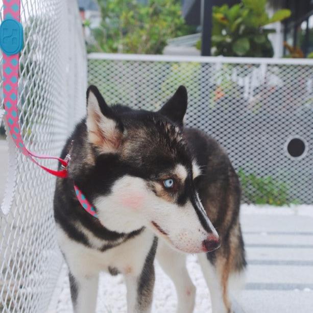 Colorful Series Dog Collar [Bobby]