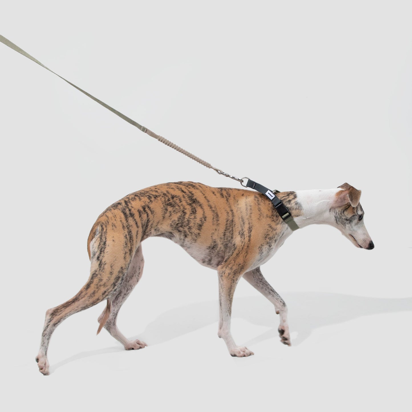 Valley Series Dog Half P-chain Training Collar [Olive Grey]