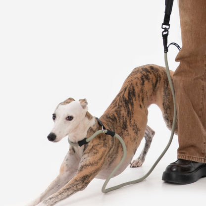 BOBO Series Leather Handle Integrated One Piece Dog Training P Rope [Seagull Gray]