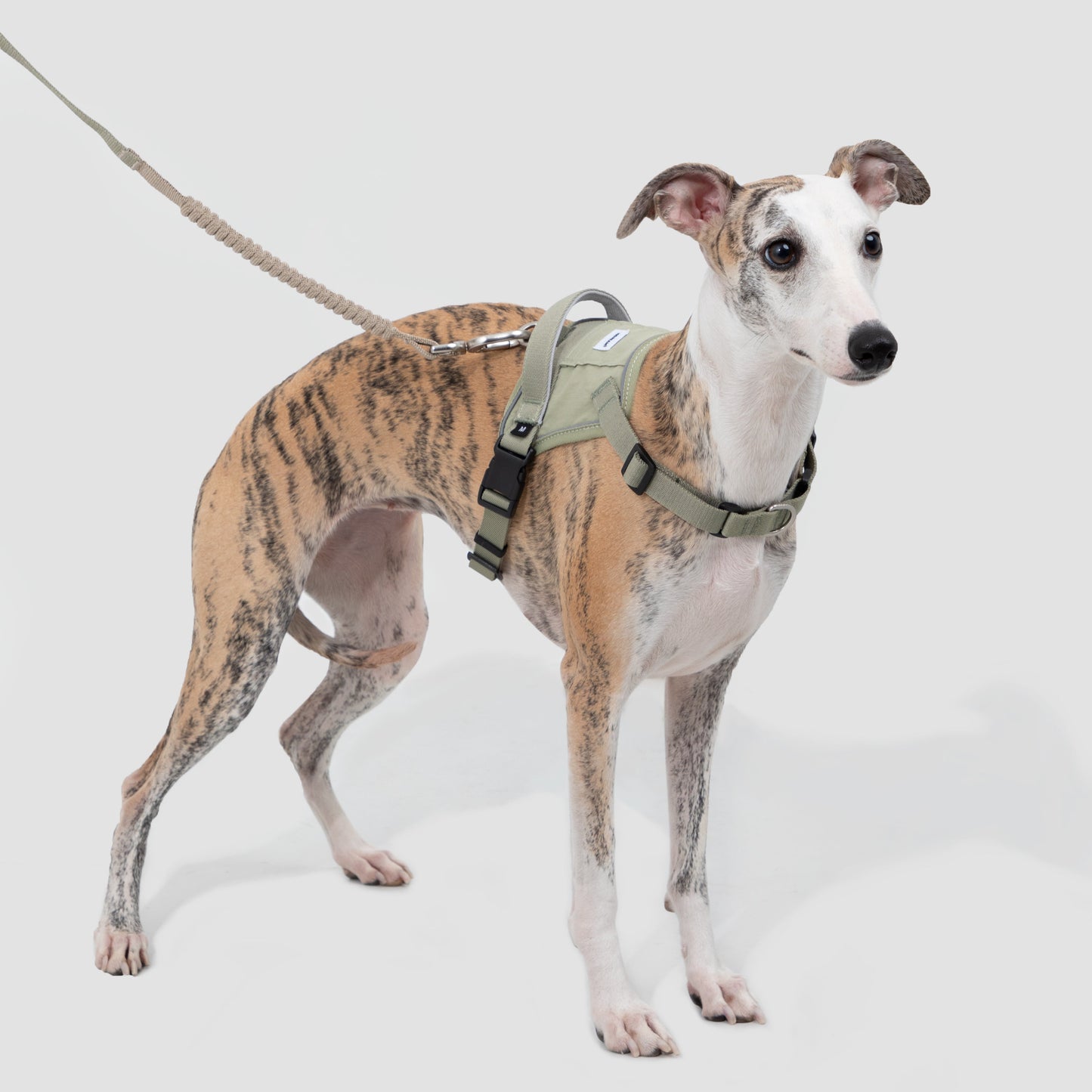 Valley Series Quick Fit No-Pull Dog Harness [Olive Green]