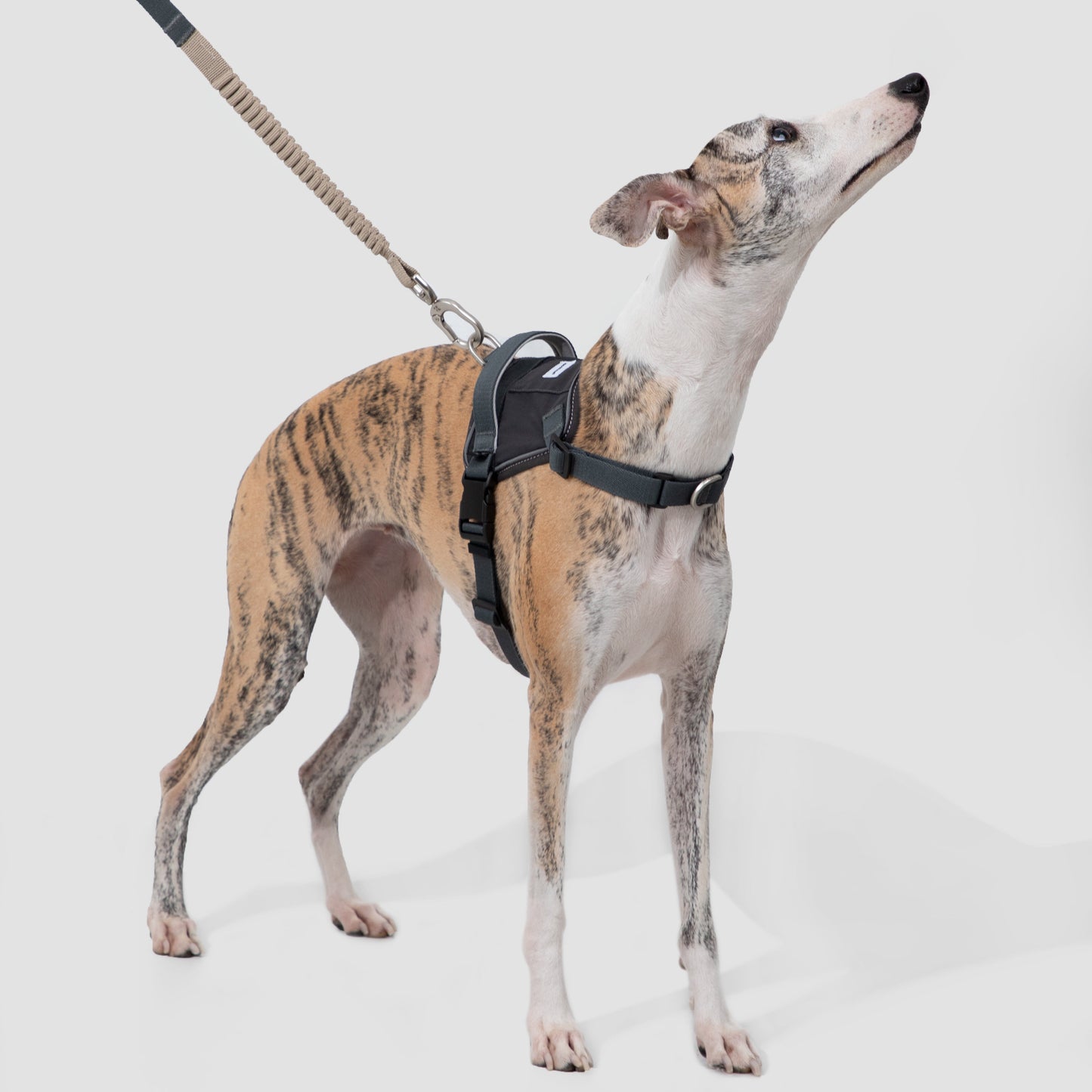 Valley Series Quick Fit No-Pull Dog Harness [Buckwheat Grey]