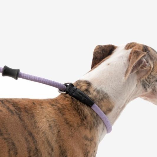 BOBO Series Leather Handle Integrated One Piece Dog Training P Rope [Bellflower Purple]