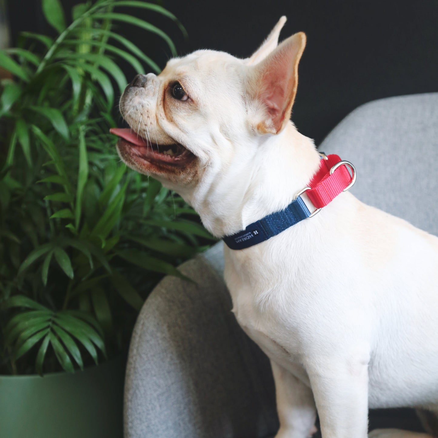 Rainbow Series Color-Blocking Cushioned Collar [Navy Blue & Red]