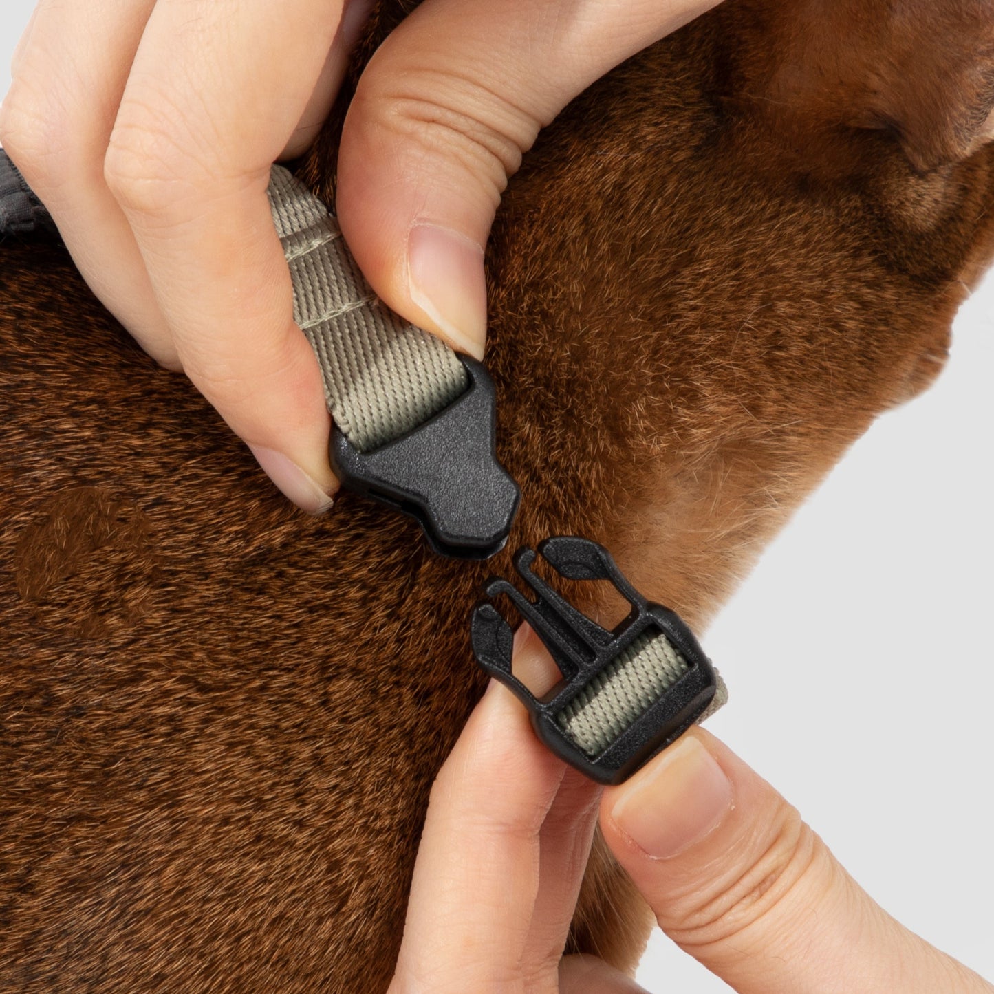 Valley Series Cat H-Shape Harness and Leash Set [Green with Gray]