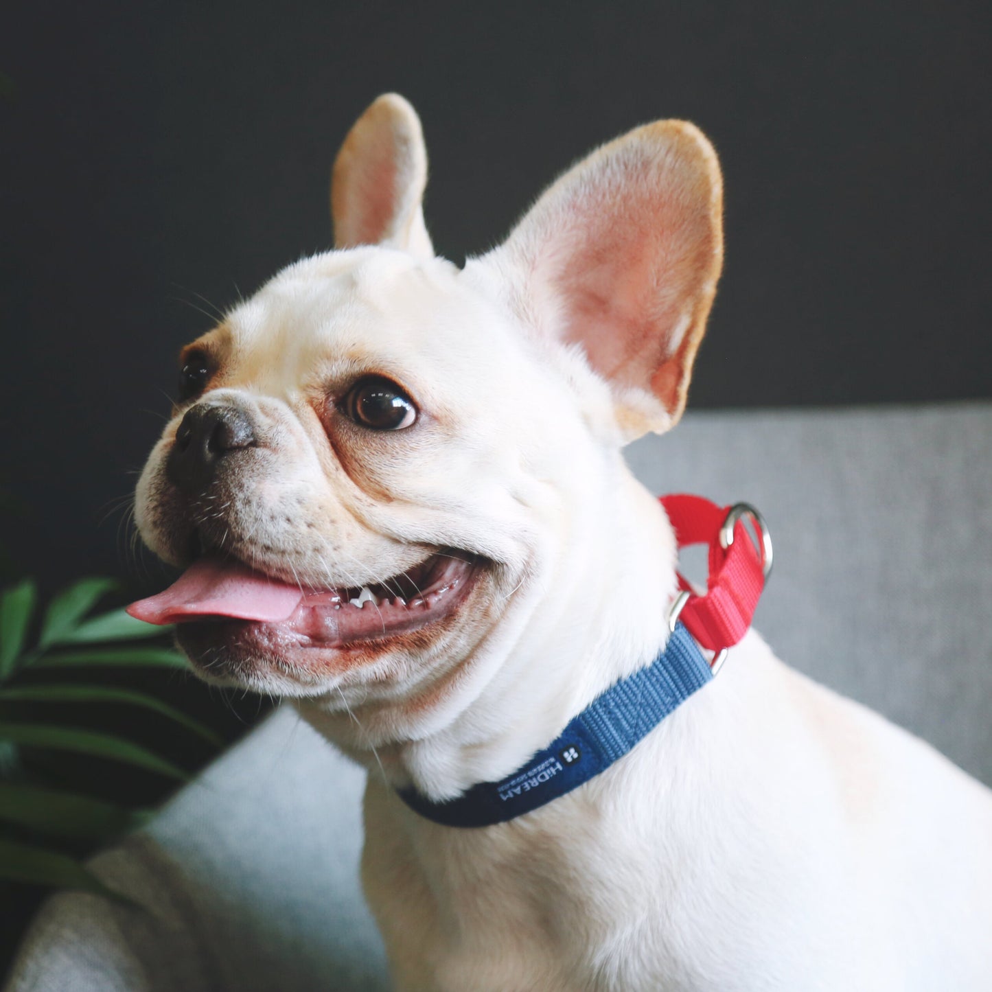 Rainbow Series Color-Blocking Cushioned Collar [Navy Blue & Red]