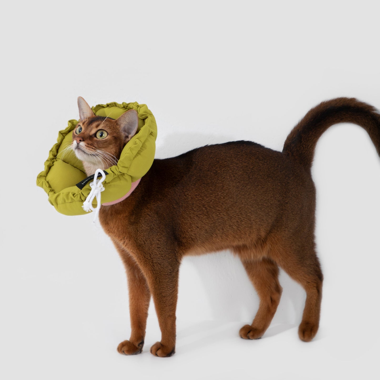 Flower Shaped Elizabeth Collar for Dog & Cat [Roof Pine Green]