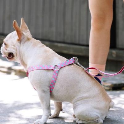 Colorful Series Adjustable Dog Leash [Bobby]