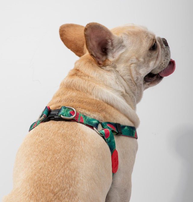 Colorful Series Y-Shaped Harness [Watermelon]