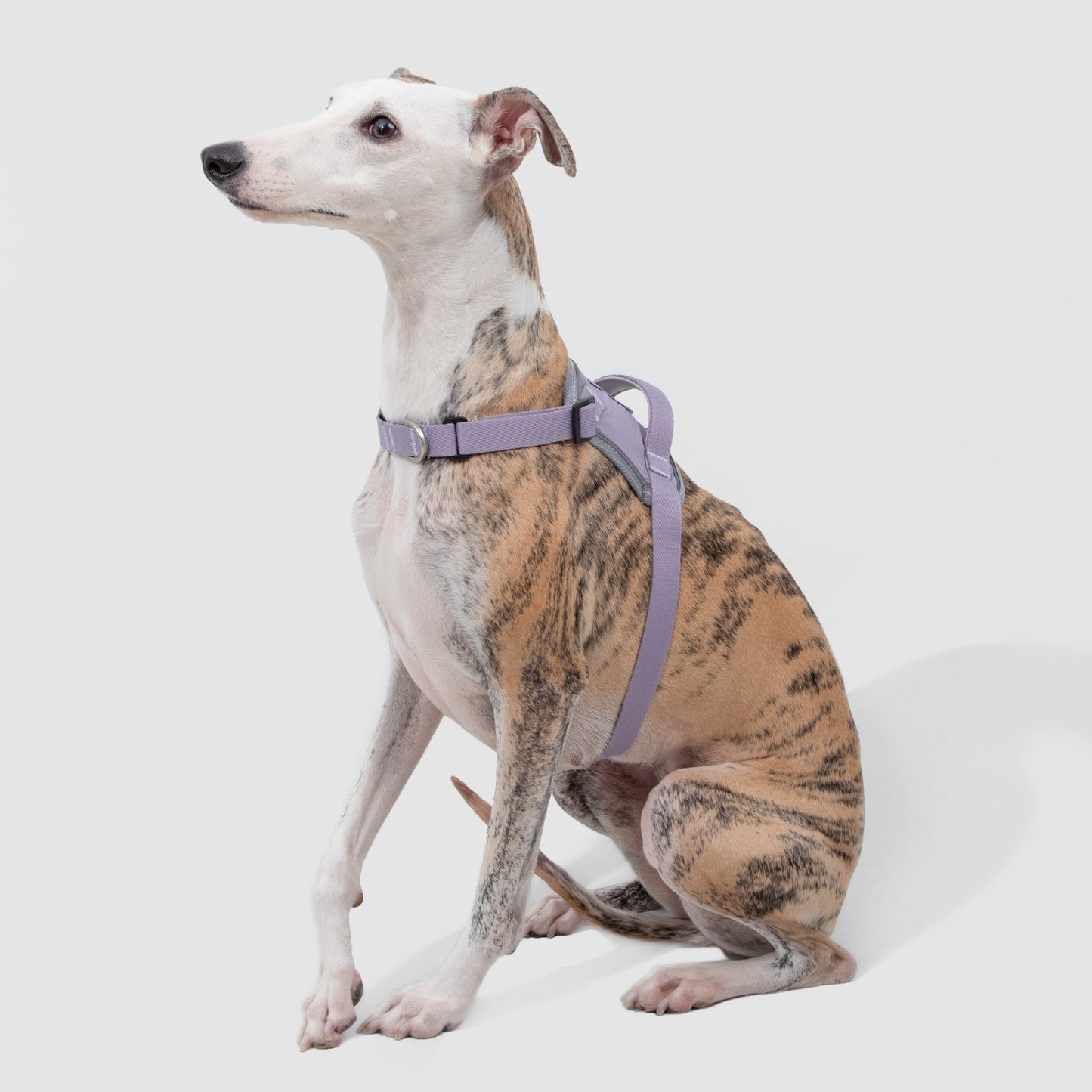 Valley Series Quick Fit No-Pull Dog Harness [Hibiscus Purple]