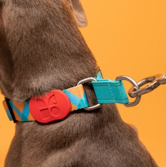Colorful Pro Series Half P-chain Training Collar [Sunrise]