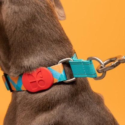 Colorful Pro Series Half P-chain Training Collar [Sunrise]