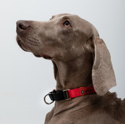 Rainbow Series Color-Blocking Cushioned Collar [Red & Black]