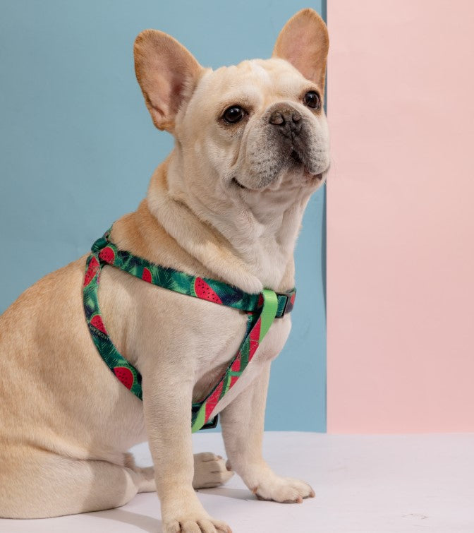Colorful Series Y-Shaped Harness [Watermelon]