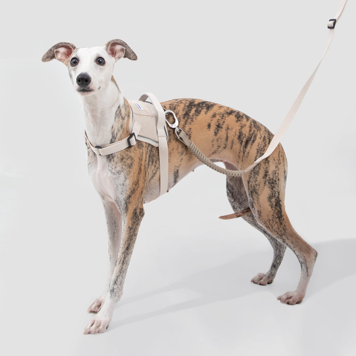 Valley Series Quick Fit No-Pull Dog Harness [Milk Brown]