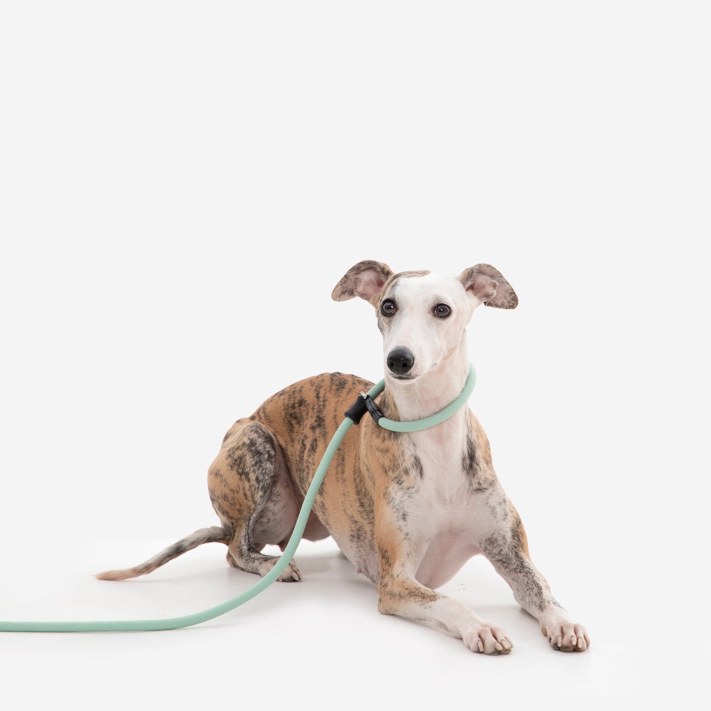 BOBO Series Leather Handle Integrated One Piece Dog Training P Rope [Spruce Green]