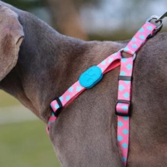 Colorful Series Adjustable Dog Leash [Bobby]