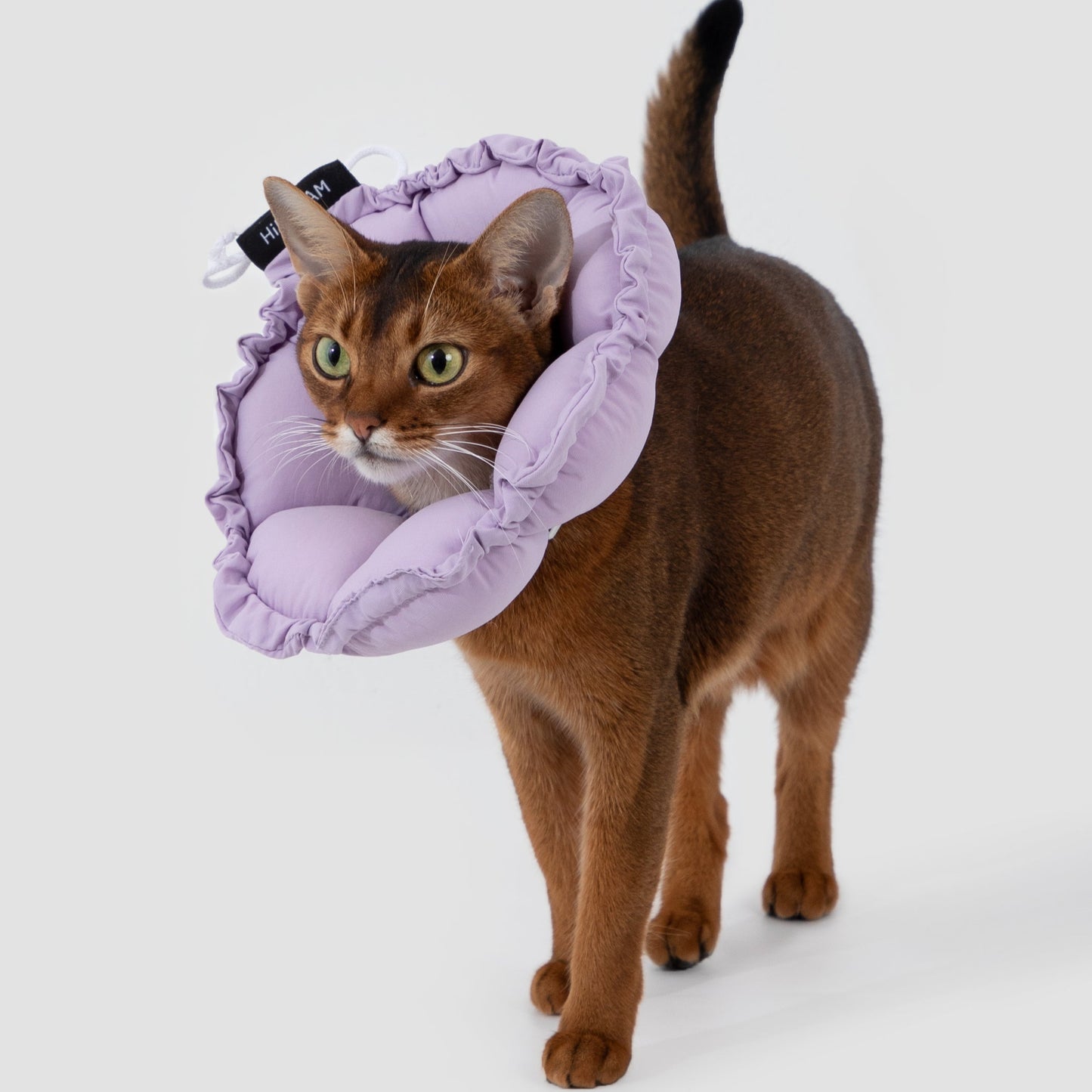 Flower Shaped Elizabeth Collar for Dog & Cat [Wisteria Purple]