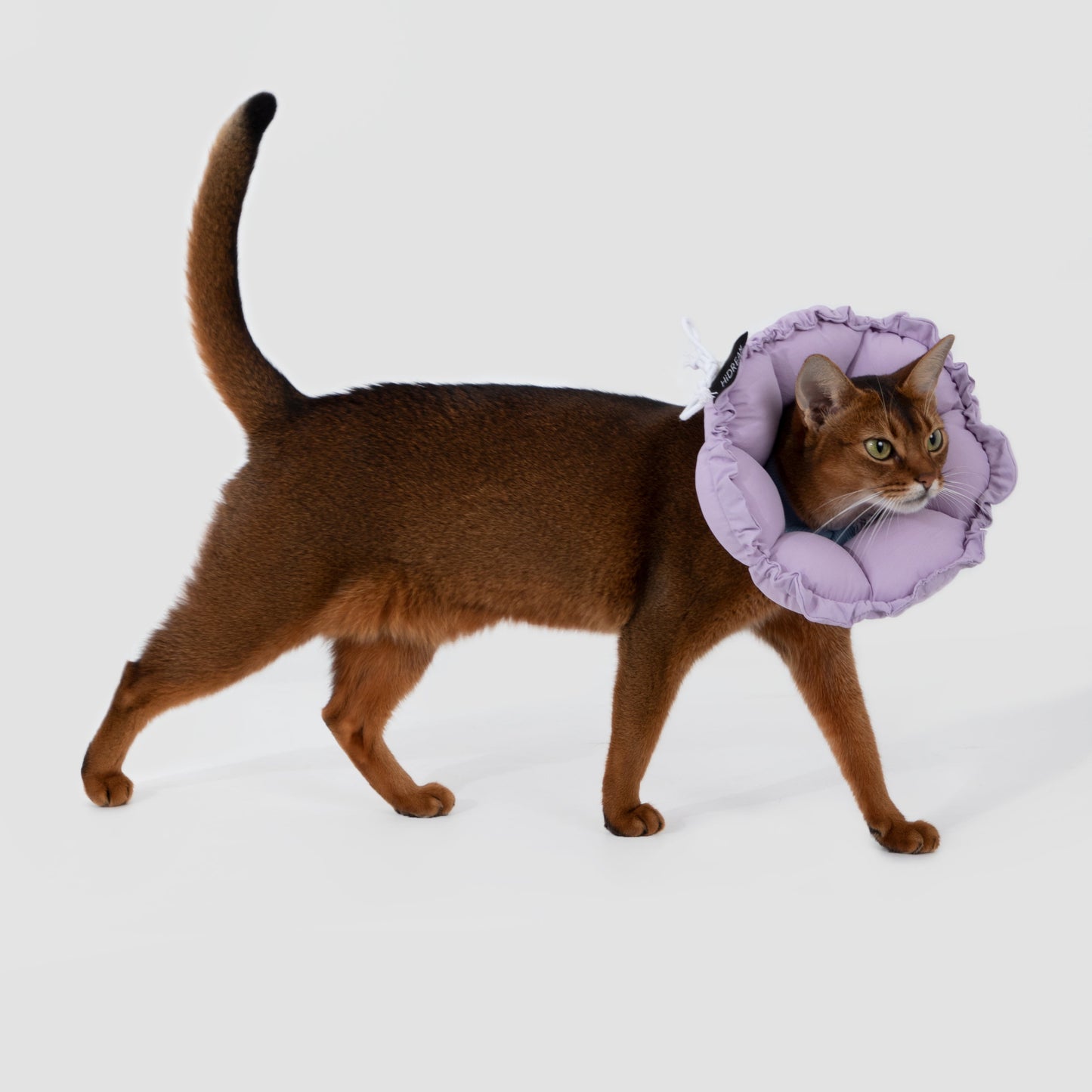 Flower Shaped Elizabeth Collar for Dog & Cat [Wisteria Purple]