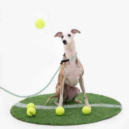 BOBO Series Leather Handle Integrated One Piece Dog Training P Rope [Spruce Green]