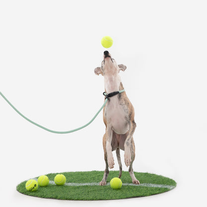 BOBO Series Leather Handle Integrated One Piece Dog Training P Rope [Spruce Green]