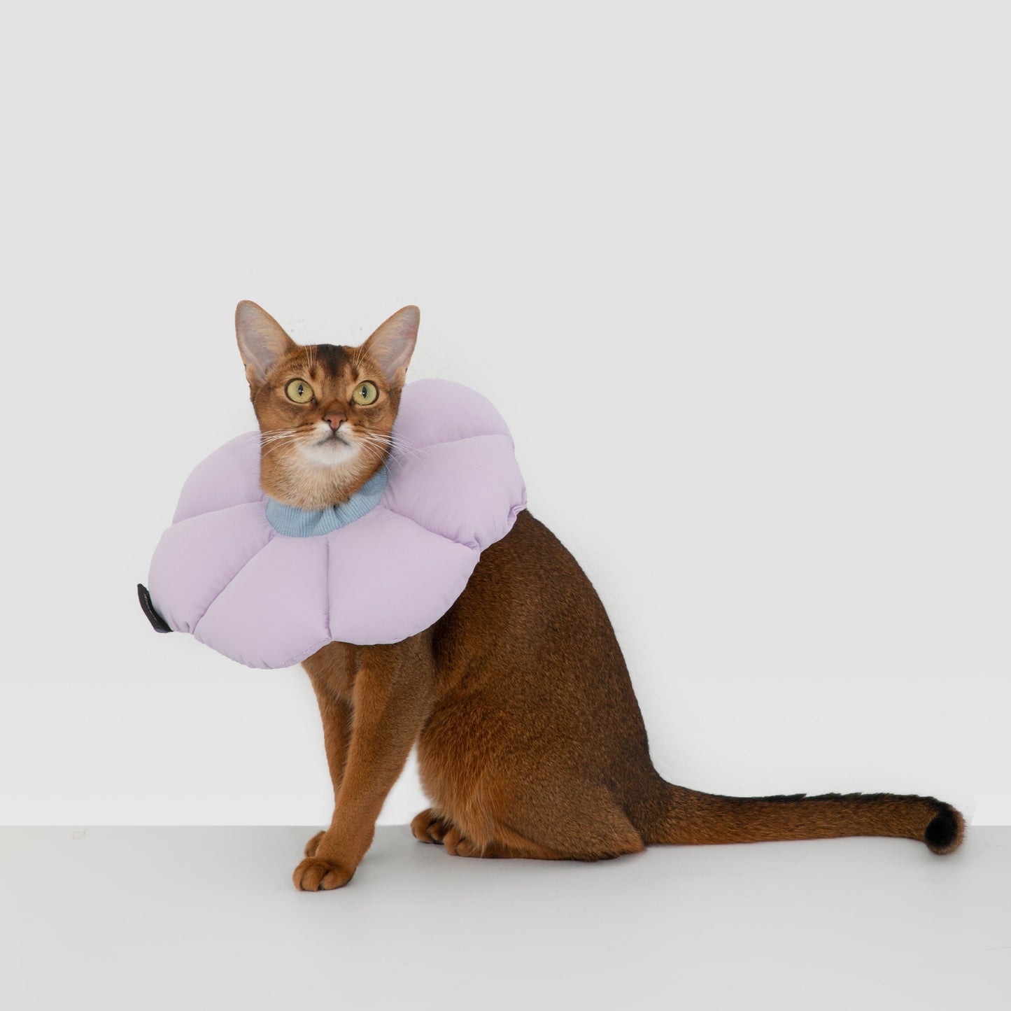 Flower Shaped Elizabethan Rings Dog & Cat Recovery Collar [Vine purple]