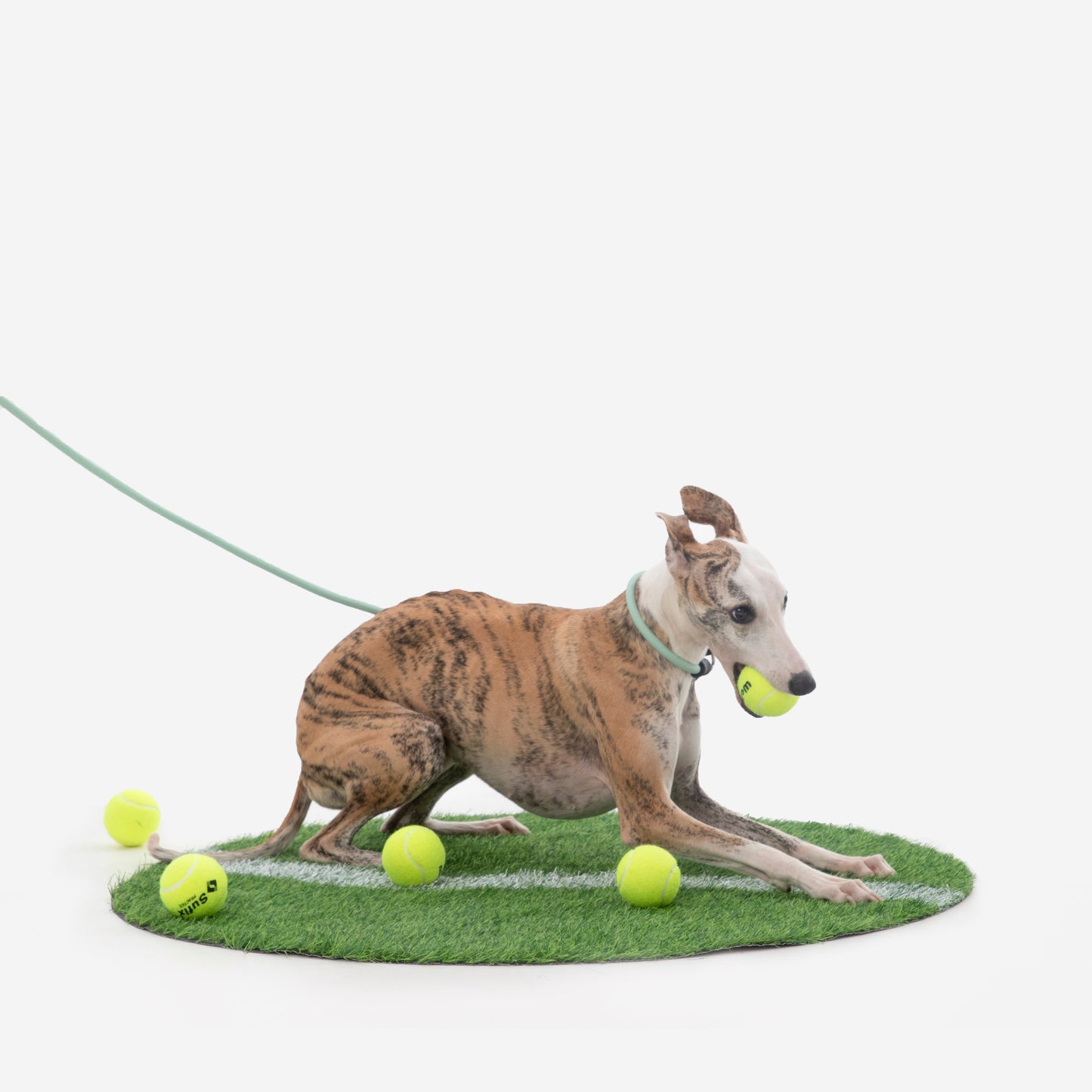 BOBO Series Leather Handle Integrated One Piece Dog Training P Rope [Spruce Green]
