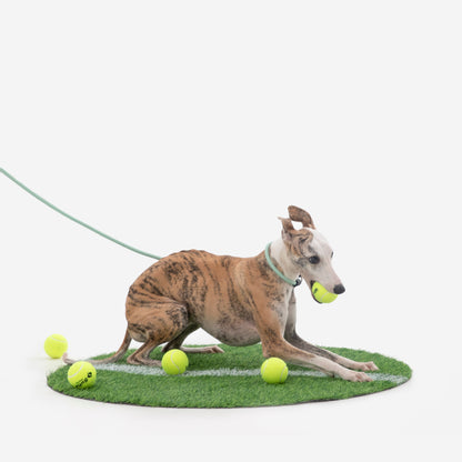 BOBO Series Leather Handle Integrated One Piece Dog Training P Rope [Spruce Green]