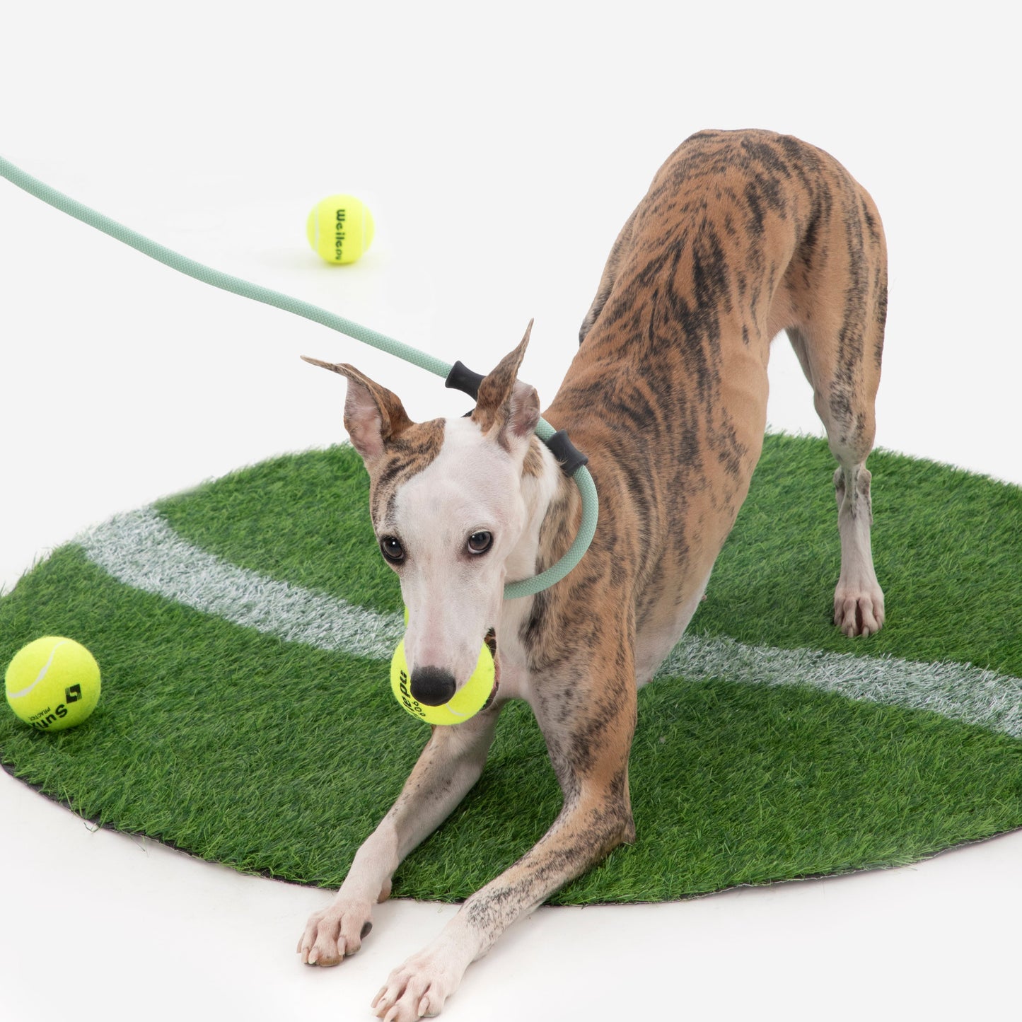 BOBO Series Leather Handle Integrated One Piece Dog Training P Rope [Spruce Green]