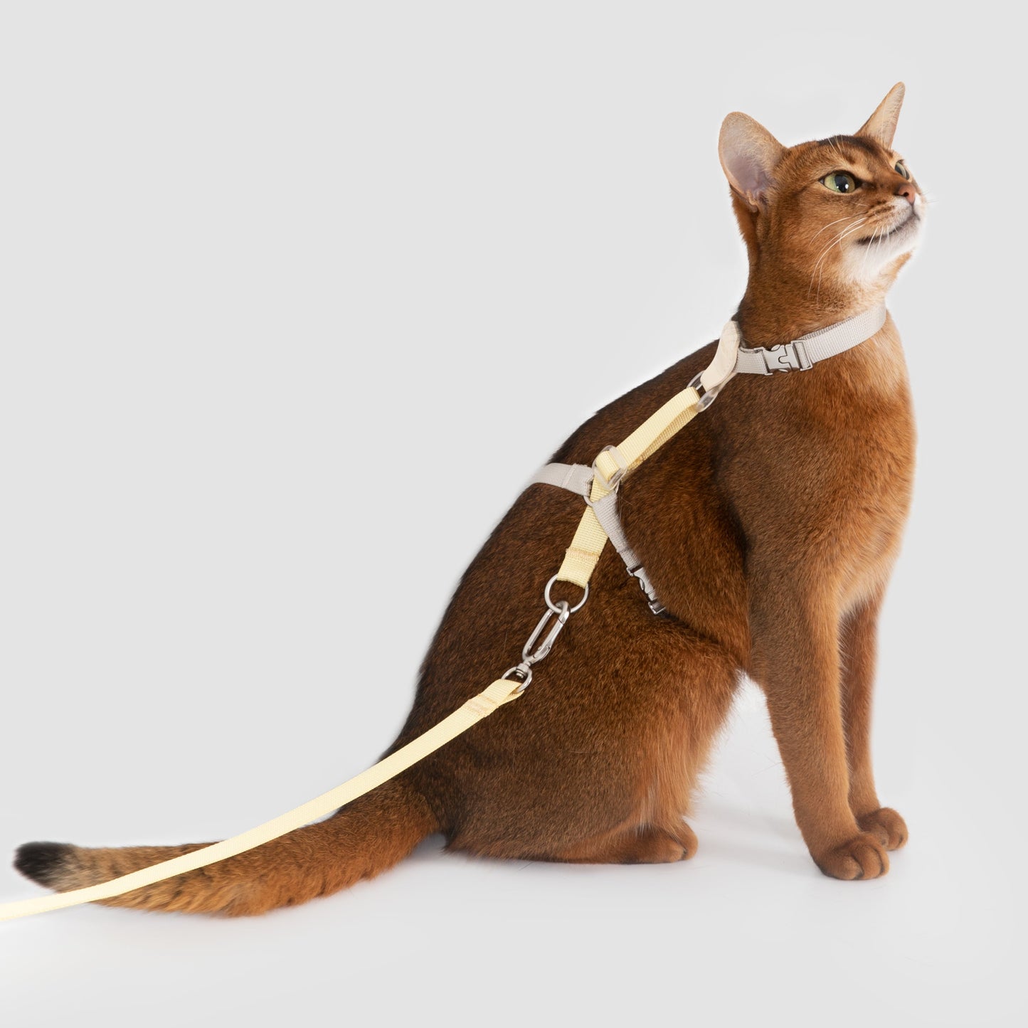 Two-Tone Leather Cat Harness &  Leash Set [🍋 Fruit Stem Yellow]