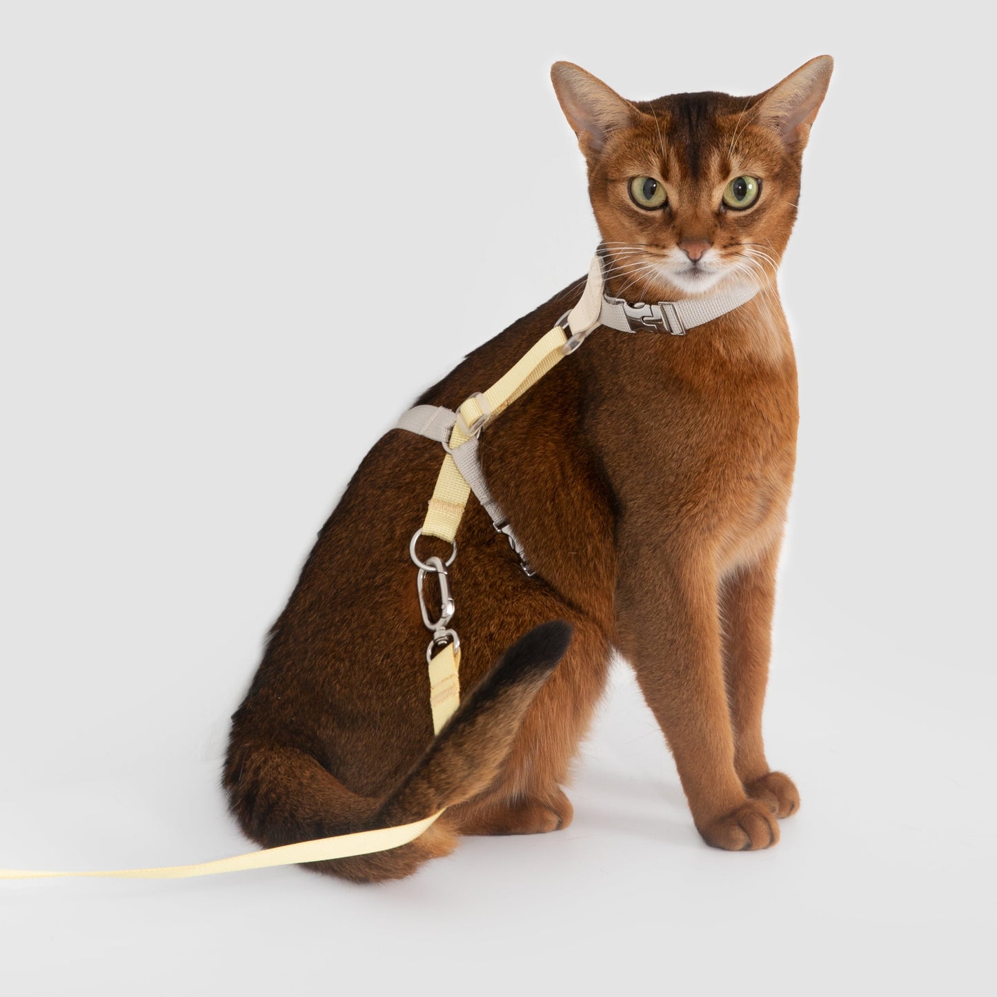 Two-Tone Leather Cat Harness &  Leash Set [🍋 Fruit Stem Yellow]