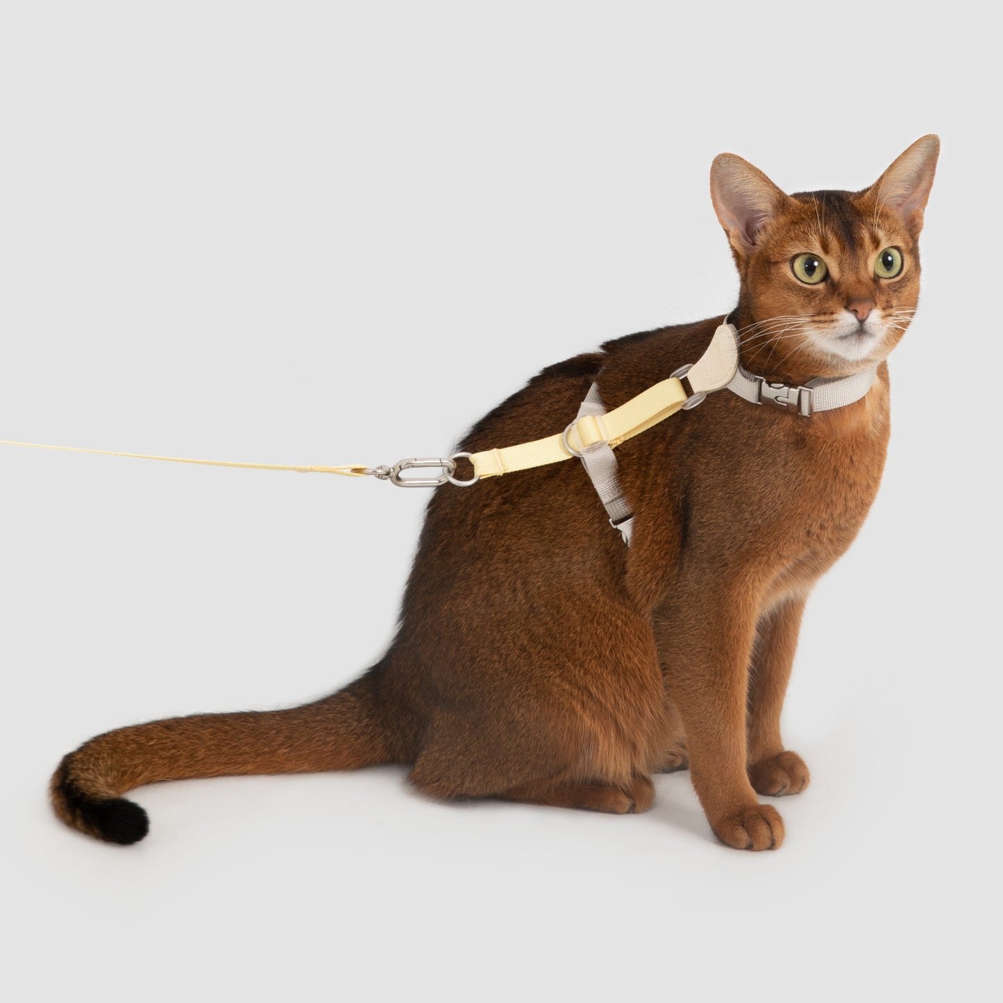 Two-Tone Leather Cat Harness &  Leash Set [🍋 Fruit Stem Yellow]