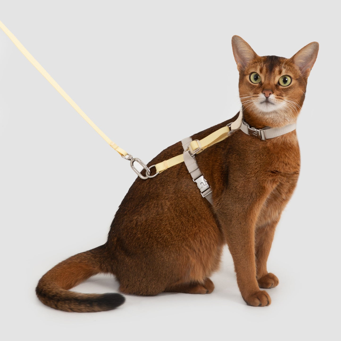 Two-Tone Leather Cat Harness &  Leash Set [🍋 Fruit Stem Yellow]