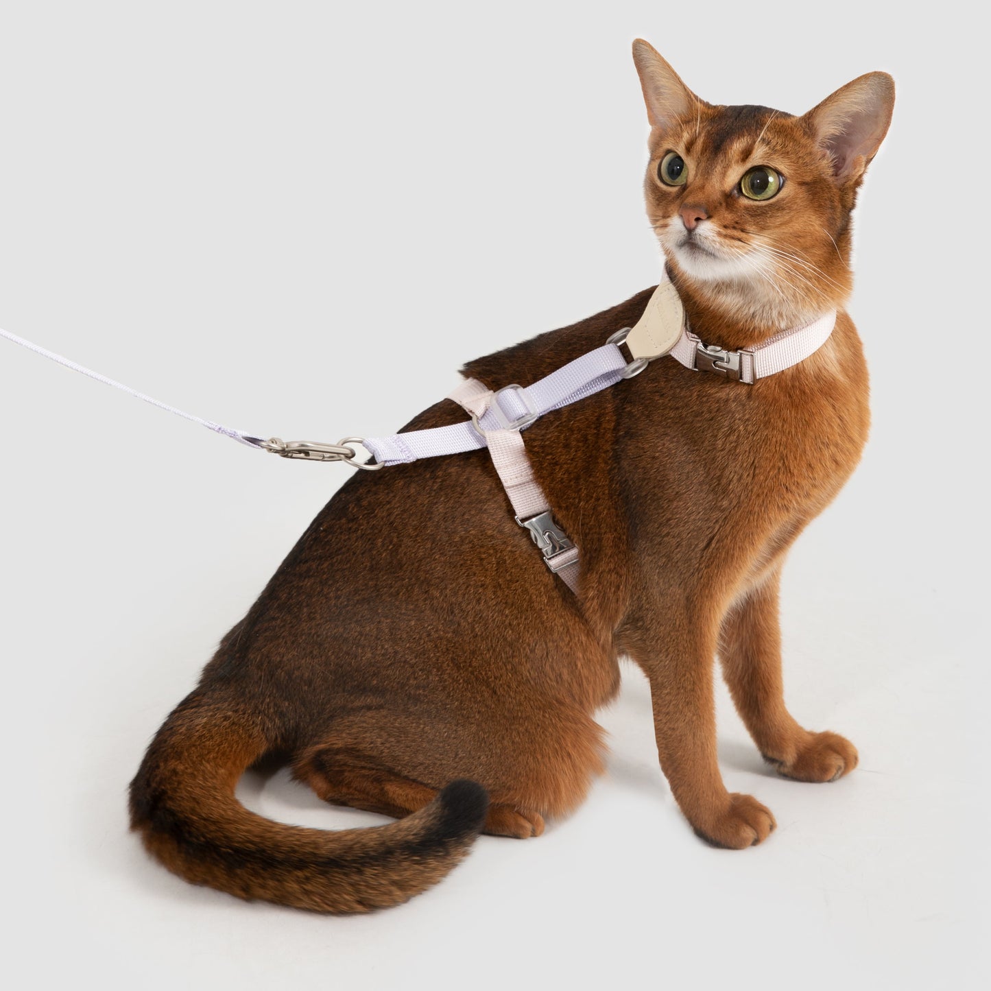 Two-Tone Leather Cat Harness &  Leash Set [🍇Berry Jam Purple]