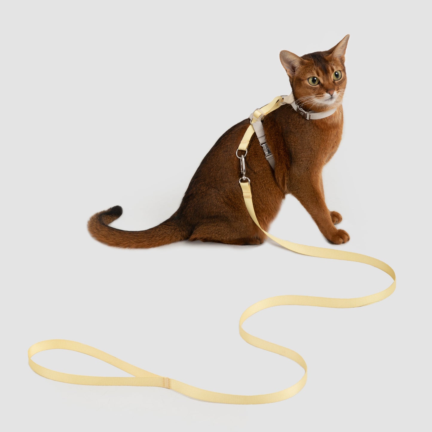 Two-Tone Leather Cat Harness &  Leash Set [🍋 Fruit Stem Yellow]