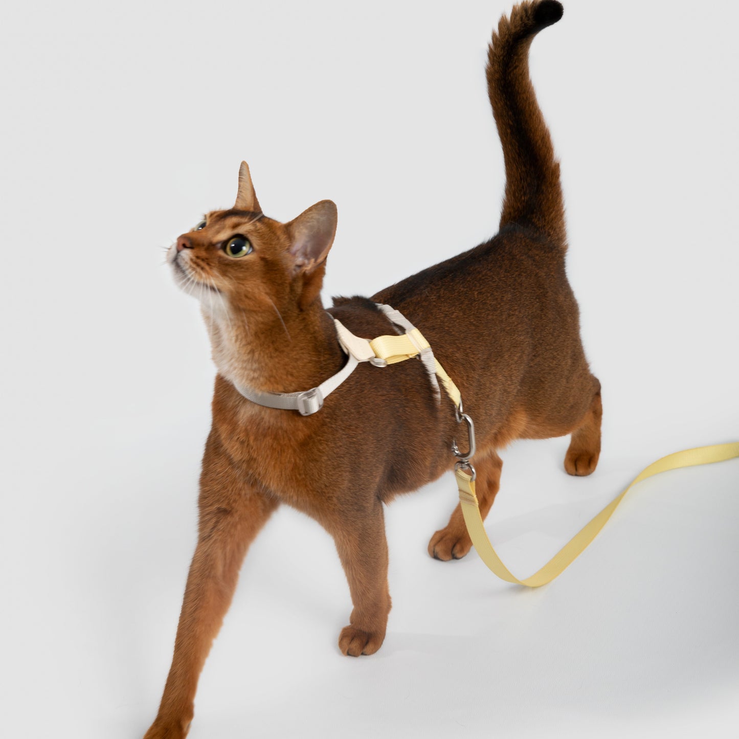 Two-Tone Leather Cat Harness &  Leash Set [🍋 Fruit Stem Yellow]