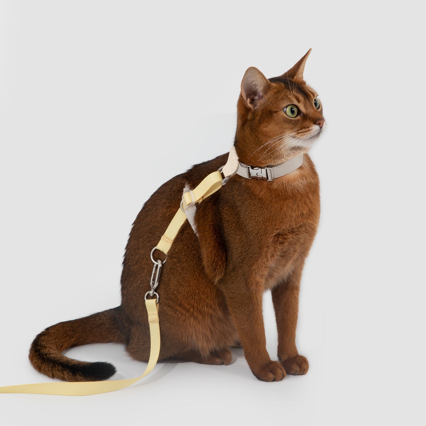 Two-Tone Leather Cat Harness &  Leash Set [🍋 Fruit Stem Yellow]