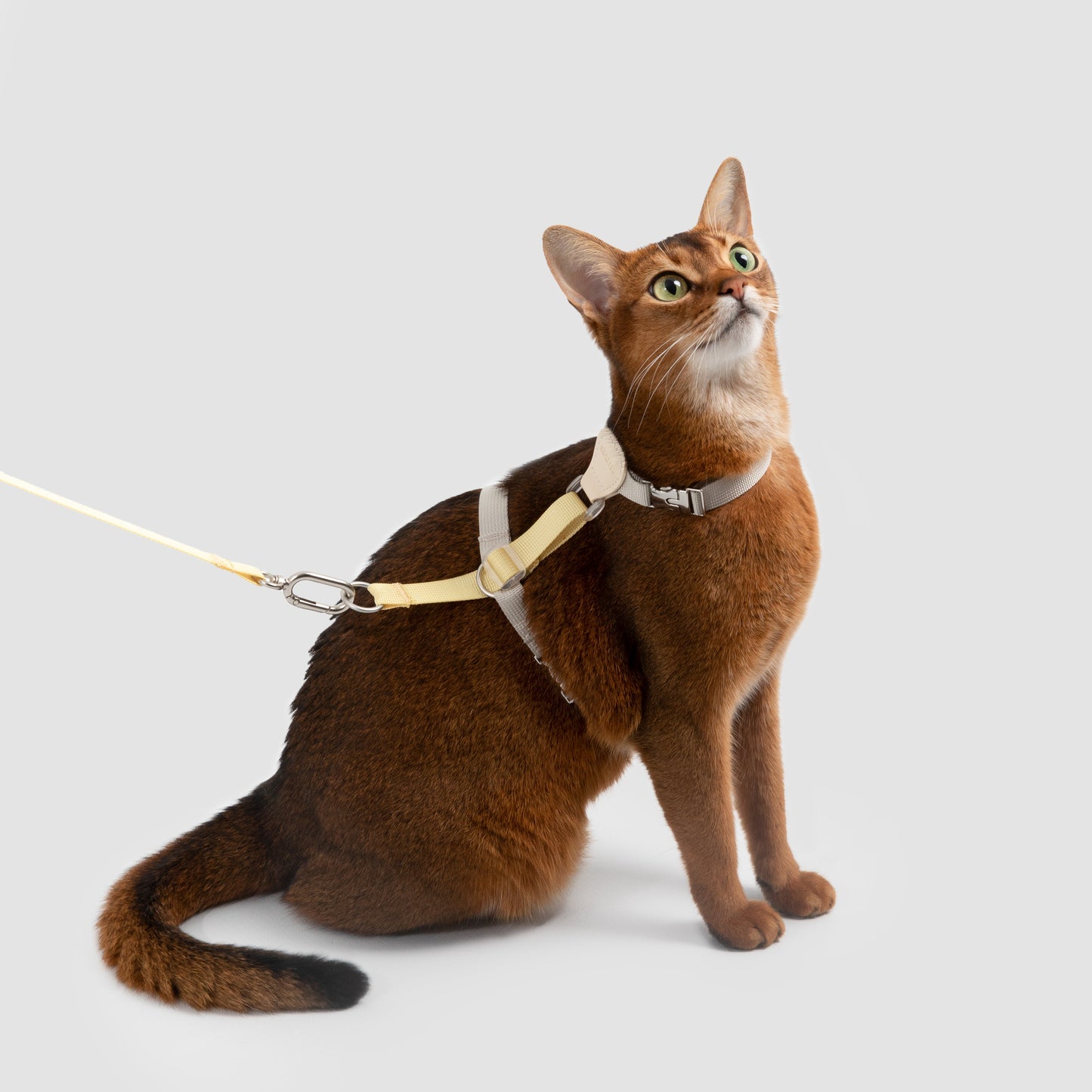 Two-Tone Leather Cat Harness &  Leash Set [🍋 Fruit Stem Yellow]