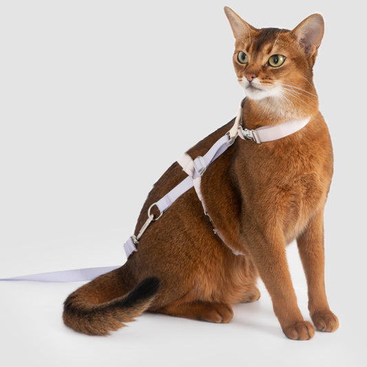 Two-Tone Leather Cat Harness &  Leash Set [🍇Berry Jam Purple]