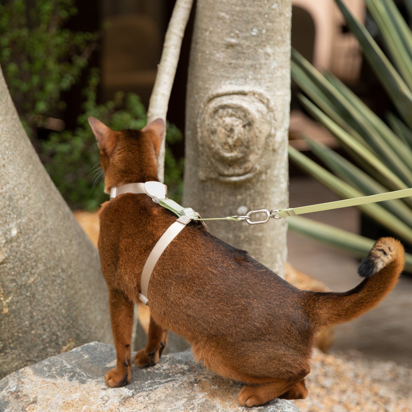 Two-Tone Leather Cat Harness &  Leash Set [🌿Moss Brown-Green]
