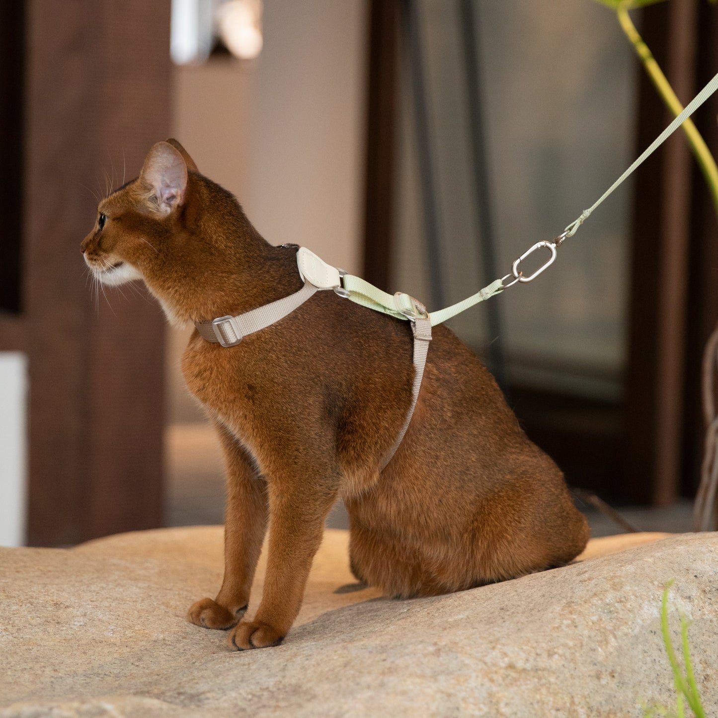 Two-Tone Leather Cat Harness &  Leash Set [🌿Moss Brown-Green]