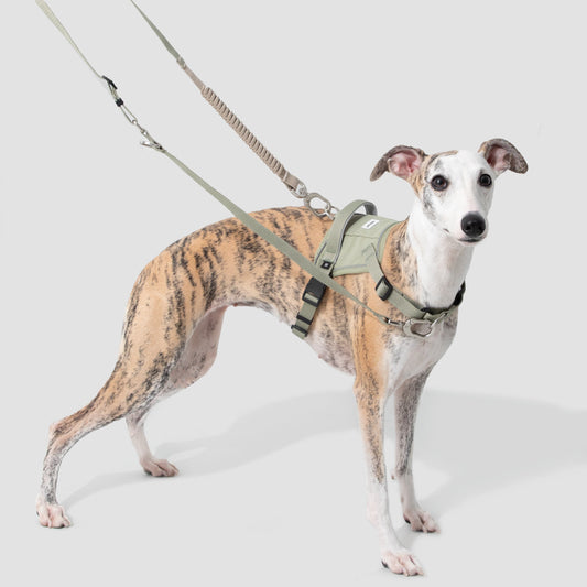 Valley Series Dog Multifunctional Buffer Traction Rope [Olive Green]