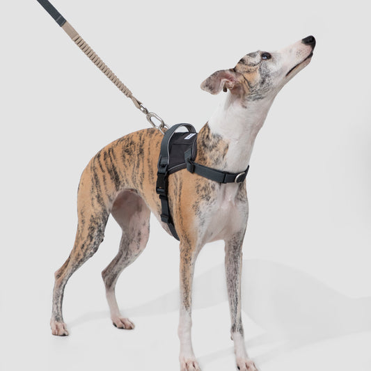 Valley Series Dog Multifunctional Buffer Traction Rope [Buckwheat Gray]