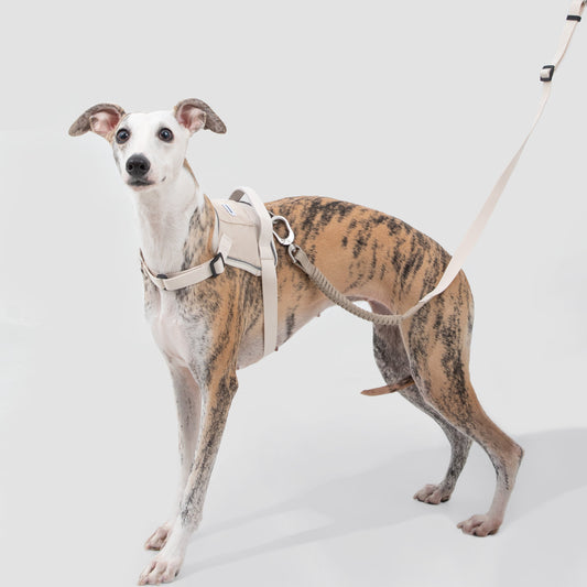 Valley Series Dog Multifunctional Buffer Traction Rope [Milk Brown]