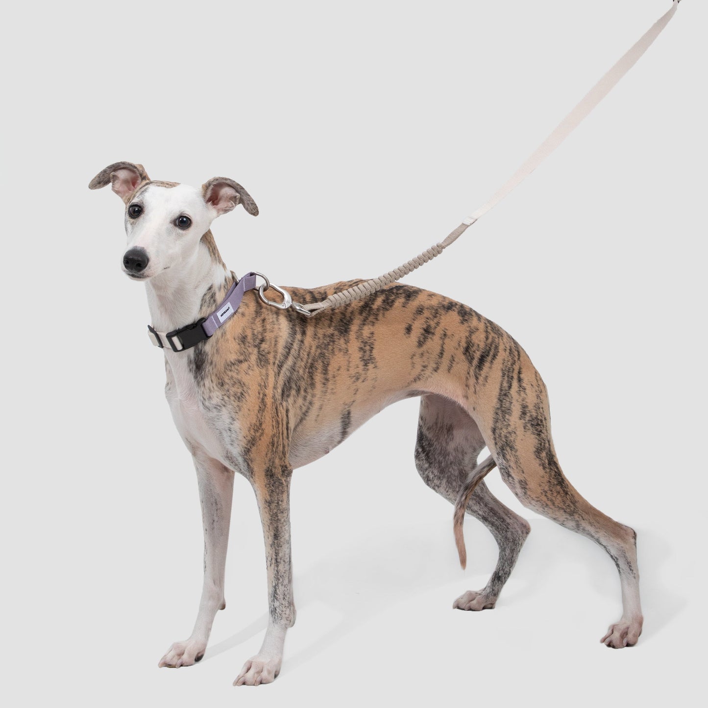 Valley Series Dog Multifunctional Buffer Traction Rope [Hibiscus Purple]