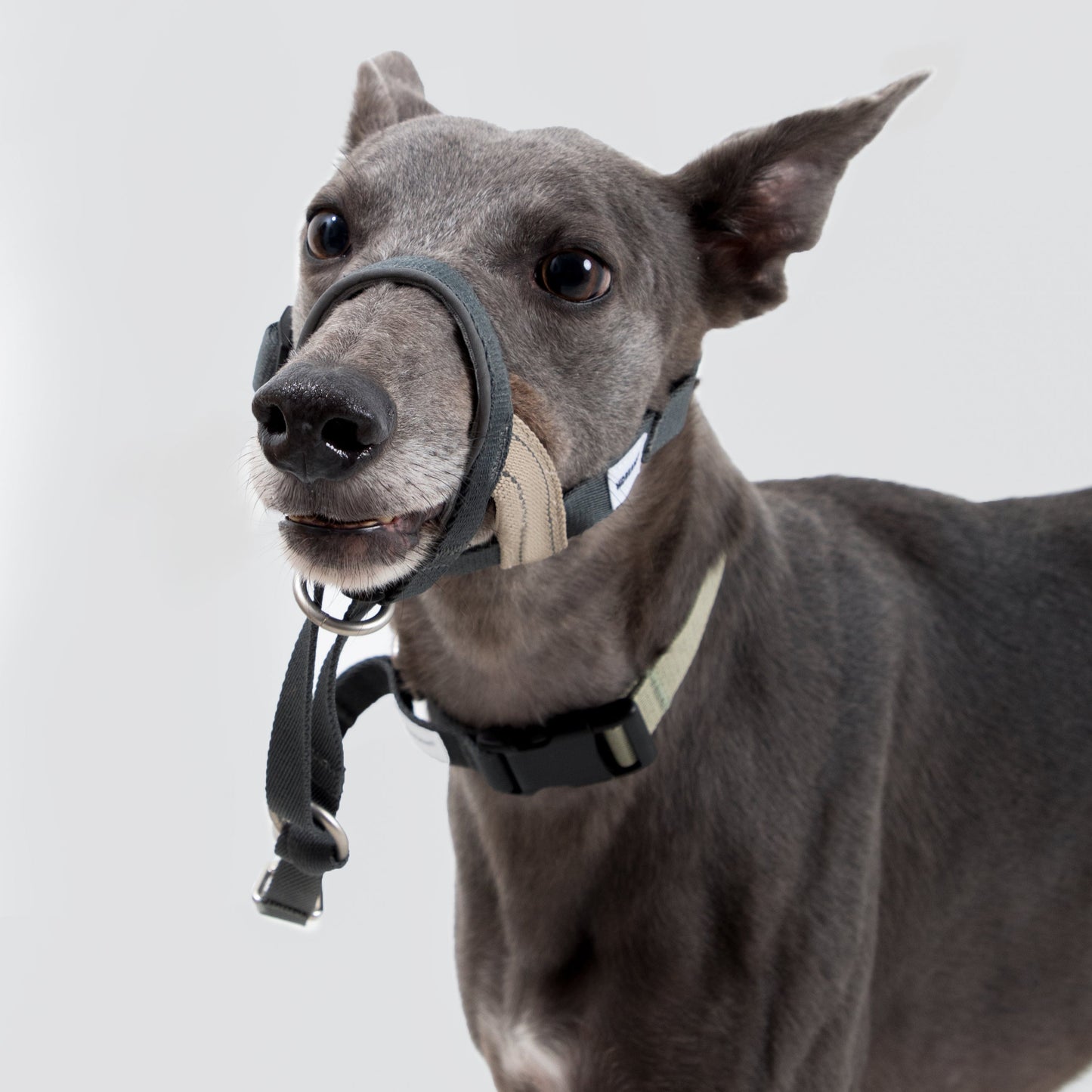 Valley Series Anti-Pulling Dog Muzzle [Buckwheat Grey]