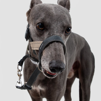 Valley Series Anti-Pulling Dog Muzzle [Buckwheat Grey]